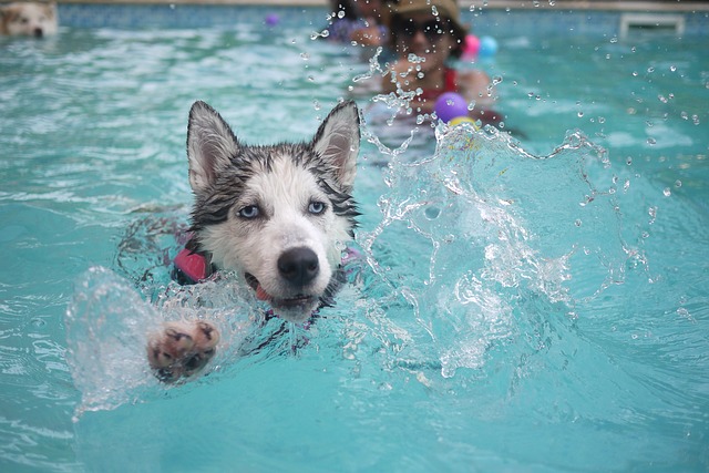 sibiřský husky ve vodě.jpg